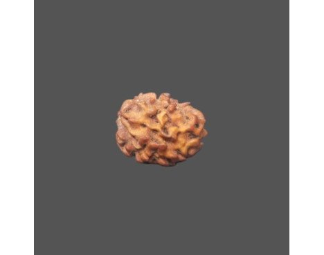 2 Mukhi Rudraksha