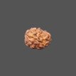 2 Mukhi Rudraksha- 1.339 g.