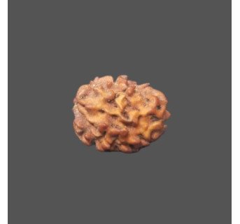 2 Mukhi Rudraksha- 1.339 g.