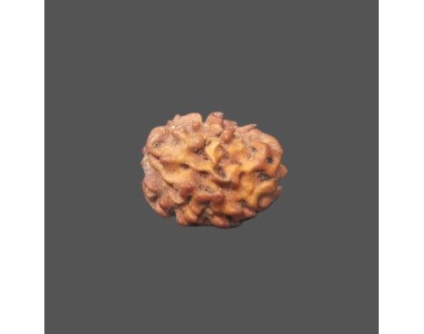 2 Mukhi Rudraksha- 1.339 g.