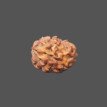 2 Mukhi Rudraksha- 1.339 g.