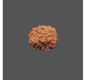 2 Mukhi Rudraksha