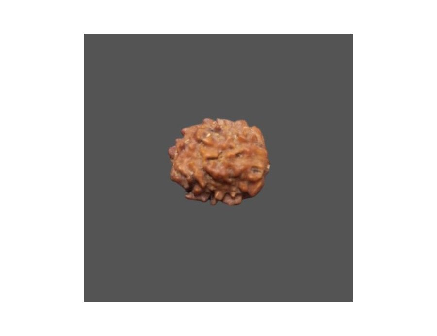 2 Mukhi Rudraksha- 1.212 g.