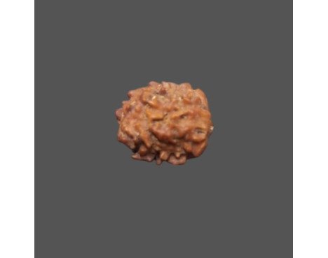 2 Mukhi Rudraksha