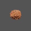 2 Mukhi Rudraksha- 1.212 g.