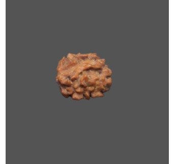 2 Mukhi Rudraksha- 1.212 g.