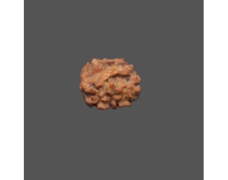 2 Mukhi Rudraksha- 1.212 g.