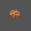 2 Mukhi Rudraksha- 1.212 g.