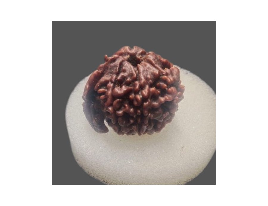 Ganesh Rudraksha - 3.690 g.