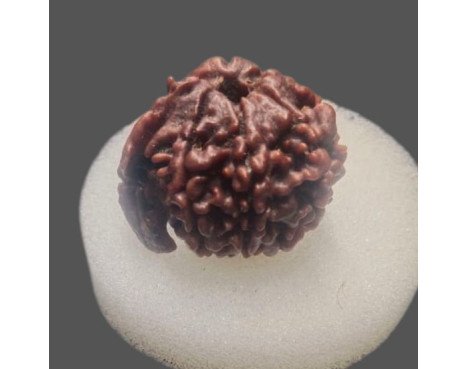 Ganesh Rudraksha