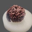 Ganesh Rudraksha - 3.690 g.