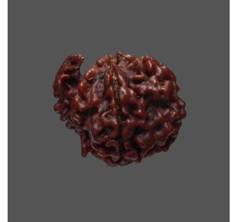 Ganesh Rudraksha - 3.690 g.