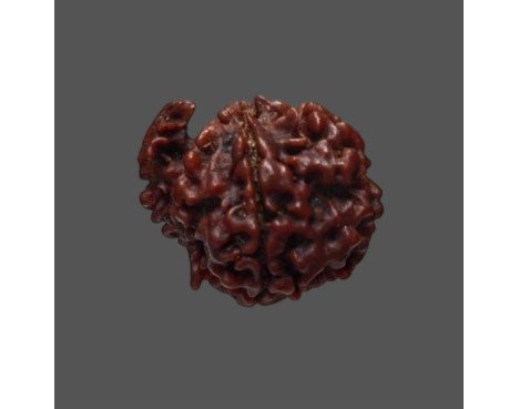 Ganesh Rudraksha - 3.690 g.