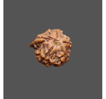 Ganesh Rudraksha