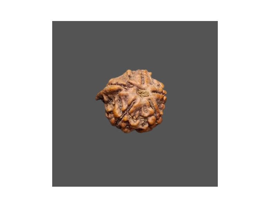 Ganesh Rudraksha - 2.094 g.