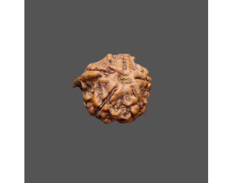 Ganesh Rudraksha