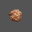 Ganesh Rudraksha - 2.094 g.