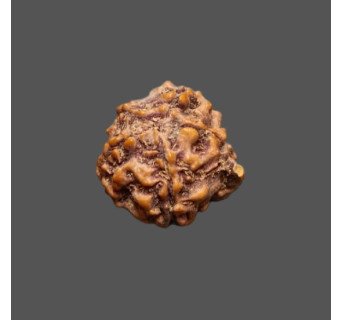 Ganesh Rudraksha - 2.094 g.