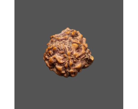 Ganesh Rudraksha - 2.094 g.