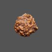 Ganesh Rudraksha - 2.094 g.
