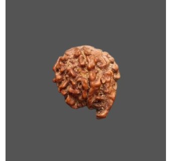 Ganesh Rudraksha