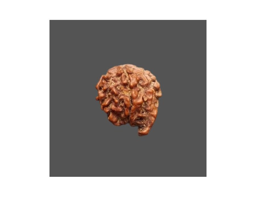 Ganesh Rudraksha - 3.260 g.