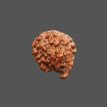 Ganesh Rudraksha - 3.260 g.