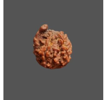Ganesh Rudraksha - 3.260 g.