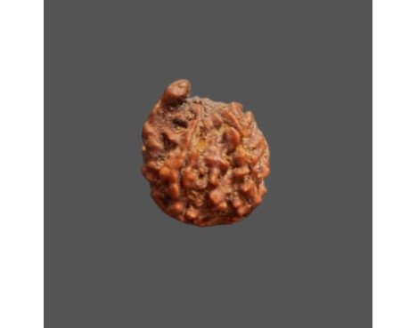 Ganesh Rudraksha - 3.260 g.
