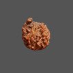 Ganesh Rudraksha - 3.260 g.