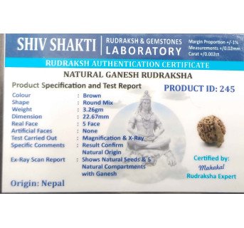 Ganesh Rudraksha