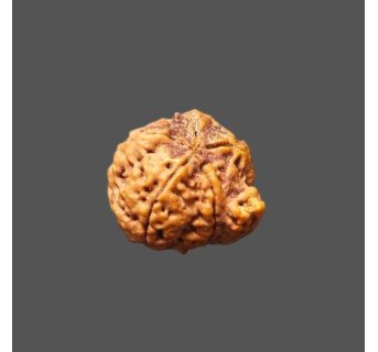 Ganesh Rudraksha - 2.282 g.