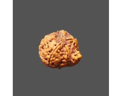 Ganesh Rudraksha - 2.282 g.