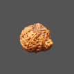 Ganesh Rudraksha - 2.282 g.