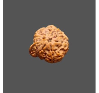 Ganesh Rudraksha