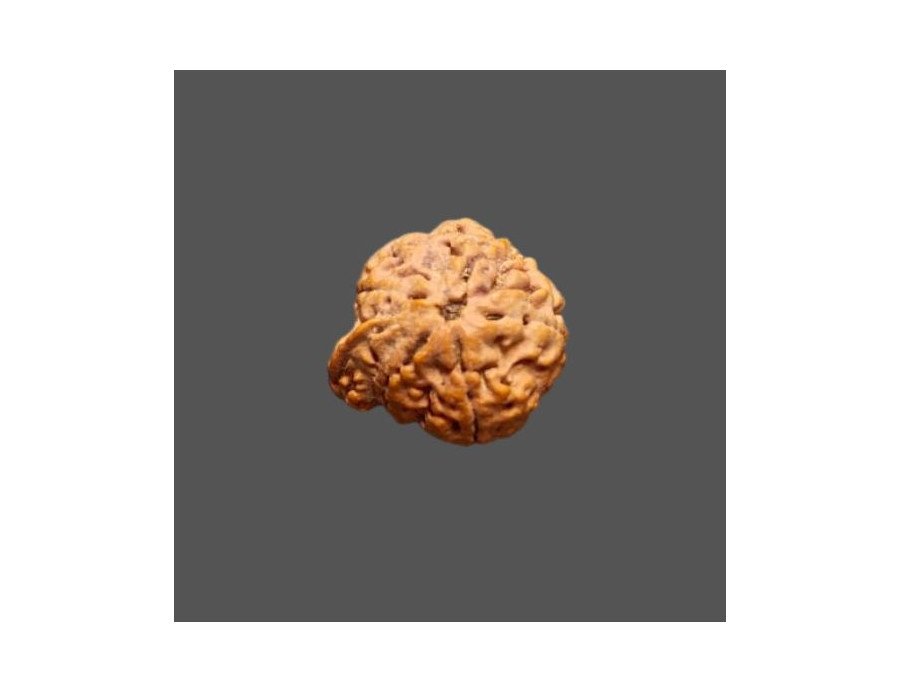 Ganesh Rudraksha - 2.282 g.