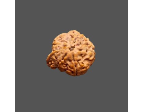 Ganesh Rudraksha