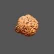 Ganesh Rudraksha - 2.282 g.