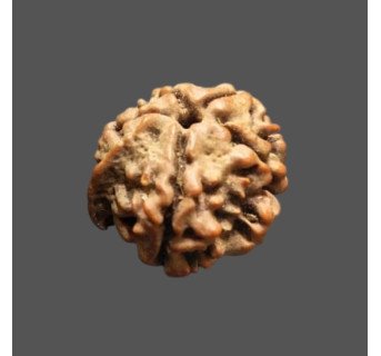 Ganesh Rudraksha