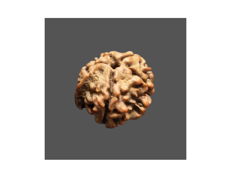 Ganesh Rudraksha - 2.750 g.