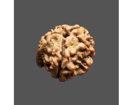 Ganesh Rudraksha