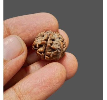 Ganesh Rudraksha - 2.750 g.