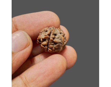 Ganesh Rudraksha - 2.750 g.
