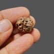 Ganesh Rudraksha - 2.750 g.
