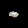 Keshi Pearl 7.15ct@700per. ct. (Luxury)