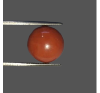 Japanese Red Coral 7.70ct.@5000 per. ct.(Super Luxury)