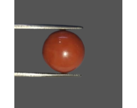Japanese Red Coral 7.70ct.@5000 per. ct.(Super Luxury)