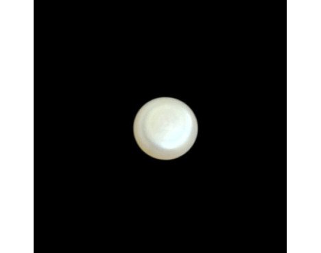 Fresh Water Pearl 5.53ct.@100 per. ct.(Economy)