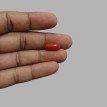 Italian Red Coral 5.51ct.@700 per. ct.(Super Premium) Italian Red Coral 5.51ct.@700 per. ct.(Super Premium)