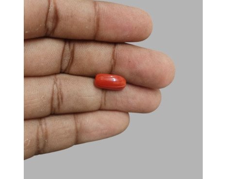 Italian Red Coral 5.30ct.@700 per. ct.(Premium)